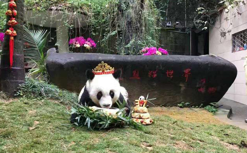 The world's oldest panda in captivity(图2）