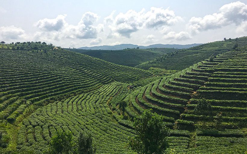 World's largest contiguous tea plantation(图1）