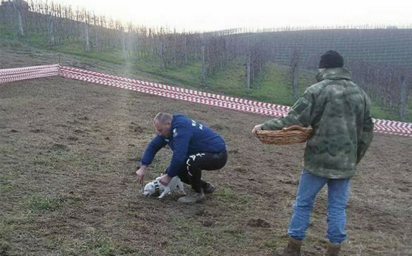 Most truffles collected with dog in 10 minutes(图1）