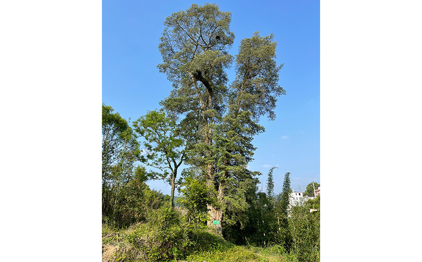 Tallest Buddhist pine tree(图3）