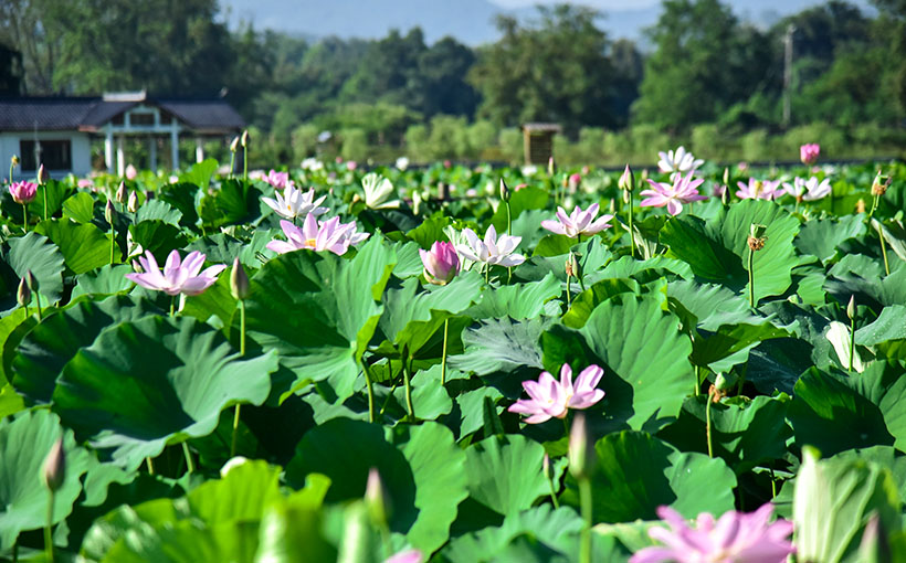 Largest terraced lotus field(图2）