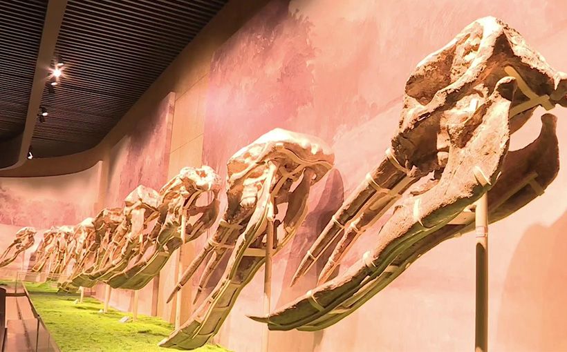 World's largest collection of Platybelodon skull fossils owned by a museum(图1）