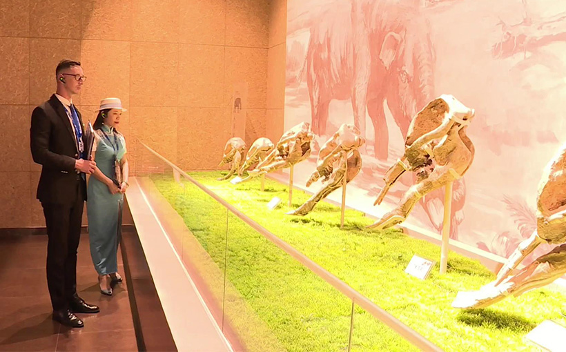 World's largest collection of Platybelodon skull fossils owned by a museum(图2）