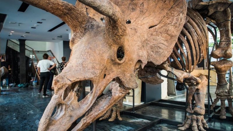 World's largest triceratops skeleton(图1）