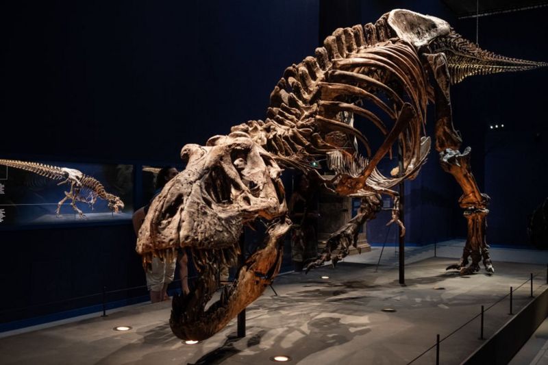 World's largest triceratops skeleton(图4）