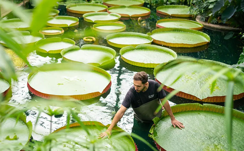 Largest collection of living plants at a single-site botanic garden(图1）