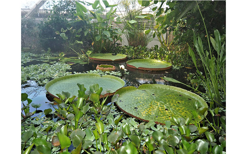 Largest collection of living plants at a single-site botanic garden(图3）