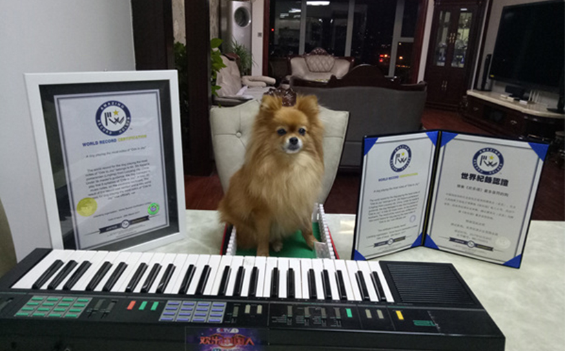 A dog playing the most notes of Ode to Joy (图1）