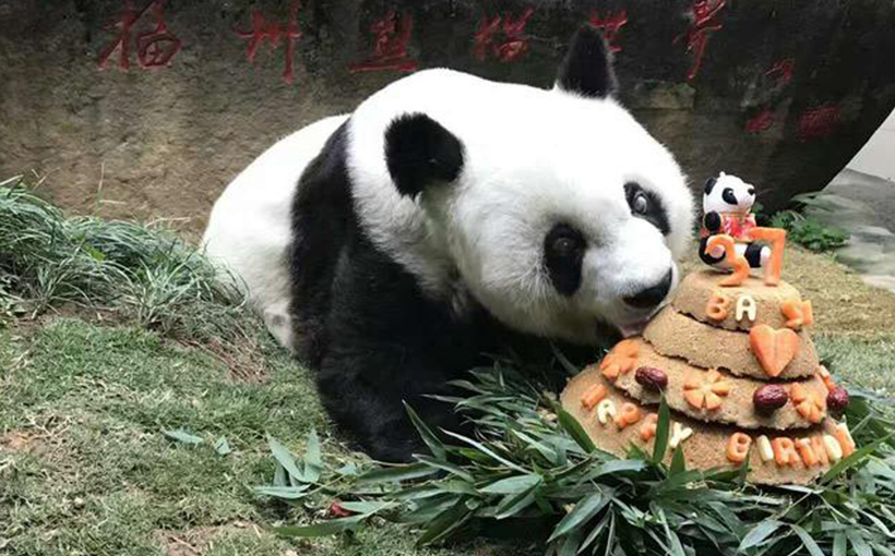 The world's oldest panda in captivity(图1）