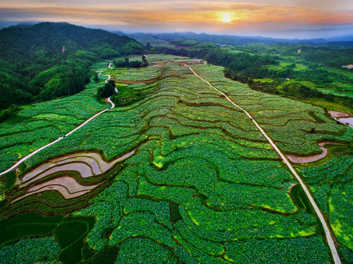 Largest terraced lotus field