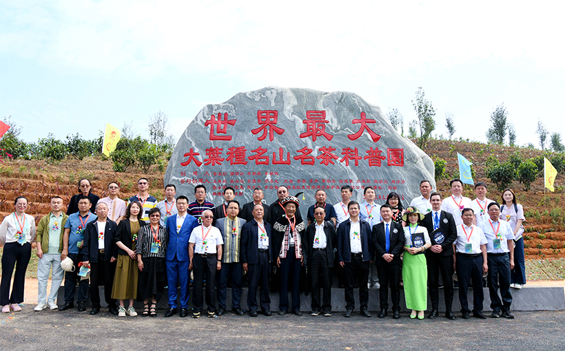 Largest Science Park of Ming Shan Ming Cha Yunnan Daye varieties(图2）