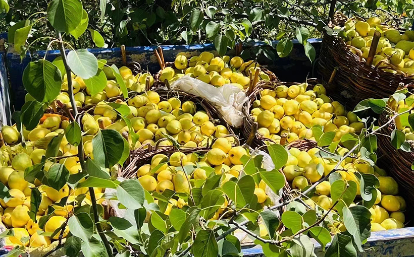 Largest Huangguo pear trees planting base(图3）